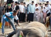 bobby nasution salat iduladha di binjai, pemprov sumut salurkan 167 hewan kurban