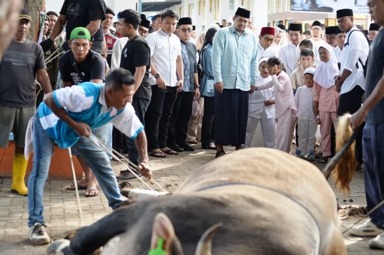 bobby nasution salat iduladha di binjai, pemprov sumut salurkan 167 hewan kurban