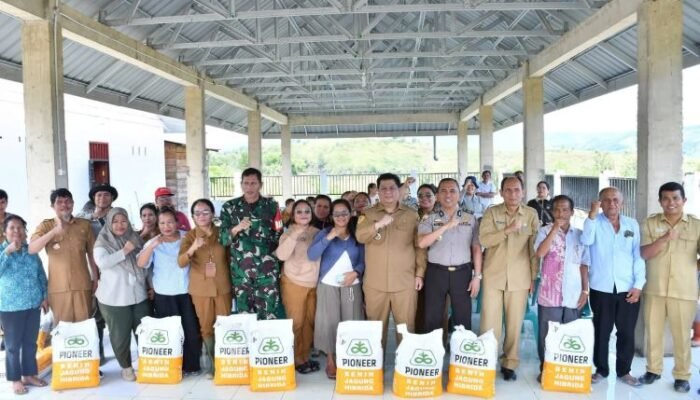 bupati samosir serahkan bibit jagung untuk pengembangan lahan 40 hektare