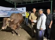 bupati taput serahkan sapi kurban presiden prabowo, pererat persaudaraan antarumat beragama