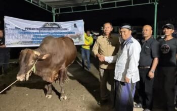bupati taput serahkan sapi kurban presiden prabowo, pererat persaudaraan antarumat beragama