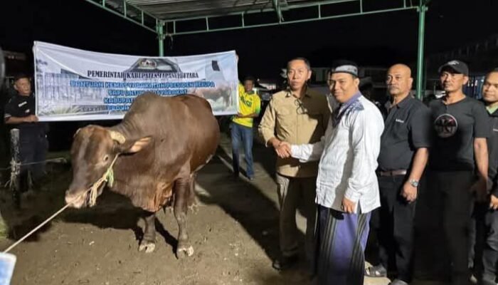 bupati taput serahkan sapi kurban presiden prabowo, pererat persaudaraan antarumat beragama