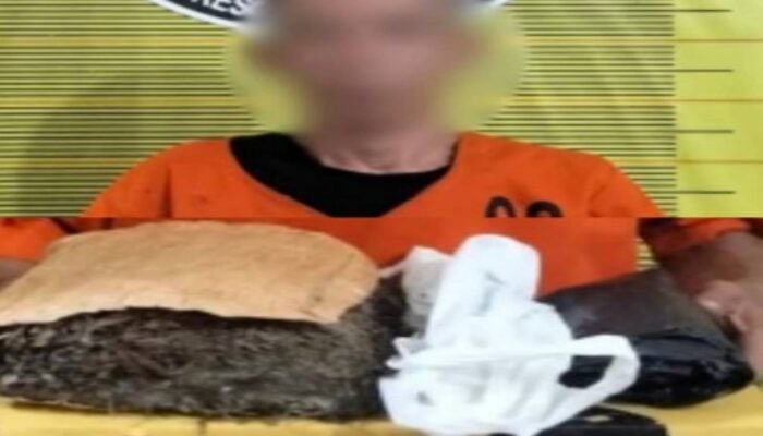 kabur bawa ganja 900 gram, pria di padangsidimpuan ditangkap polisi