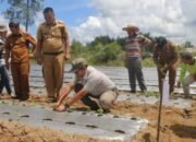 bupati tapanuli utara, jonius taripar parsaoran hutabarat, menghadiri kegiatan penanaman serentak tomat dan cabai yang dilakukan petani milenial di desa sisordak, kecamatan parmonangan, selasa (12/5/2026).
