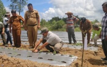 bupati tapanuli utara, jonius taripar parsaoran hutabarat, menghadiri kegiatan penanaman serentak tomat dan cabai yang dilakukan petani milenial di desa sisordak, kecamatan parmonangan, selasa (12/5/2026).