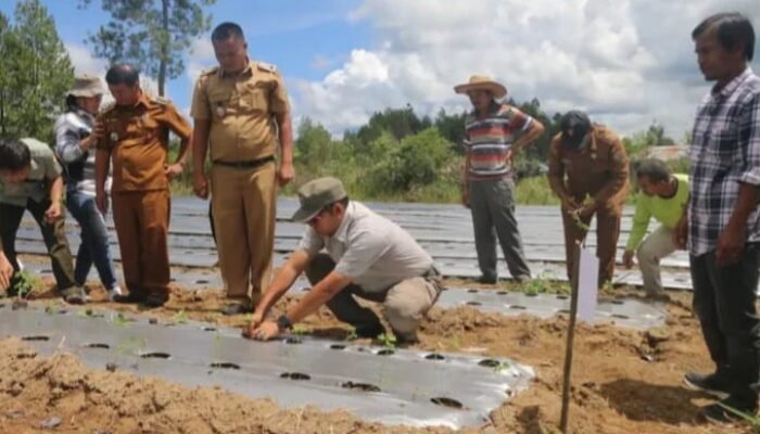 bupati taput dorong petani milenial suplai pangan mbg