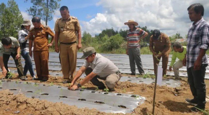 bupati tapanuli utara, jonius taripar parsaoran hutabarat, menghadiri kegiatan penanaman serentak tomat dan cabai yang dilakukan petani milenial di desa sisordak, kecamatan parmonangan, selasa (12/5/2026).