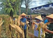 dukung asta cita prabowo, pemkab taput ikuti panen raya jagung nasional