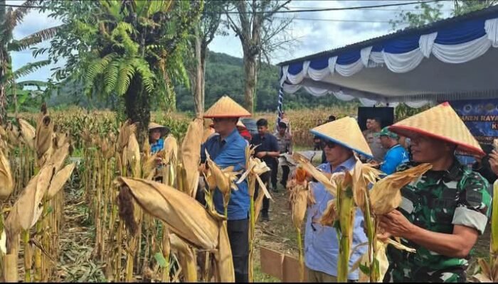 dukung asta cita prabowo, pemkab taput ikuti panen raya jagung nasional