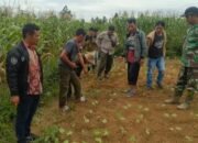 jejak harimau sumatera gegerkan warga tapanuli utara