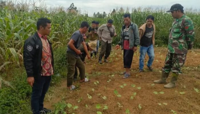 jejak harimau sumatera gegerkan warga tapanuli utara