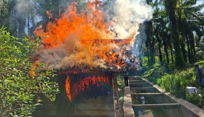 diduga tempat transaksi sabu, gubuk di tanah jawa dibakar hingga rata dengan tanah