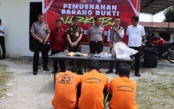 Polres dairi musnahkan barang bukti ganja, wakapolres tegaskan perangi narkoba polres dairi musnahkan barang bukti ganja, wakapolres tegaskan perangi narkoba