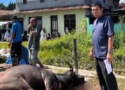 Rm gumarang tarutung serahkan hewan kurban untuk idul adha 1447 h rm gumarang tarutung serahkan hewan kurban untuk idul adha 1447 h