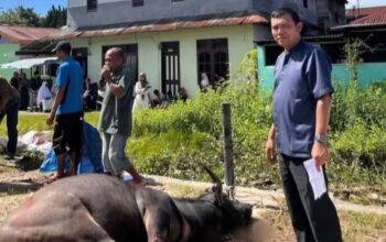 Rm gumarang tarutung serahkan hewan kurban untuk idul adha 1447 h rm gumarang tarutung serahkan hewan kurban untuk idul adha 1447 h