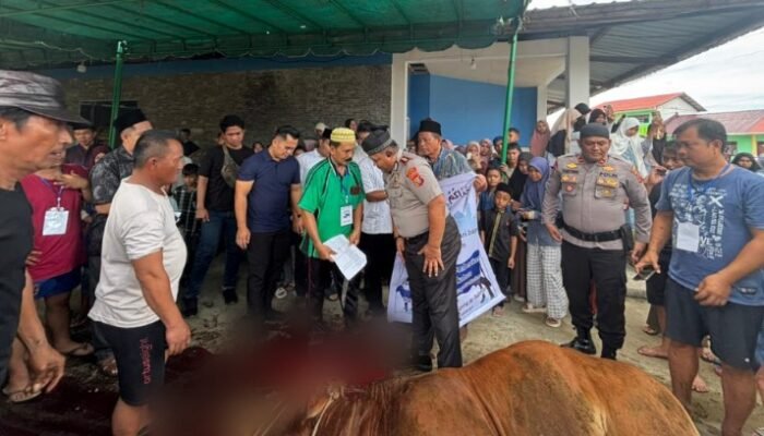 kapolres nias selatan serahkan 8 hewan kurban untuk masjid dan ponpes