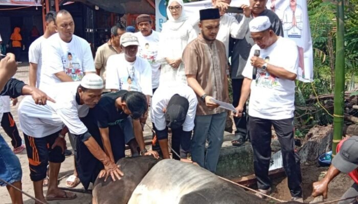 diiringi gema takbir, kbsb dan rkbn bagikan ratusan paket kurban