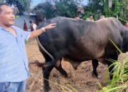 sapi kurban presiden tiba di aceh singkil, disembelih di gunung meriah