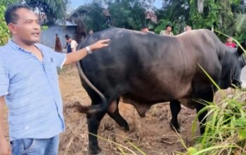 sapi kurban presiden tiba di aceh singkil, disembelih di gunung meriah