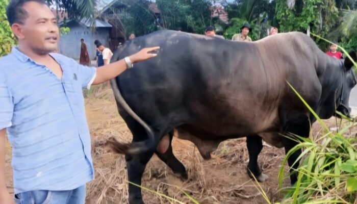 sapi kurban presiden tiba di aceh singkil, disembelih di gunung meriah