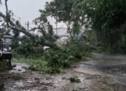 hujan disertai angin kencang di siantar, sejumlah pohon tumbang