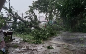 hujan disertai angin kencang di siantar, sejumlah pohon tumbang