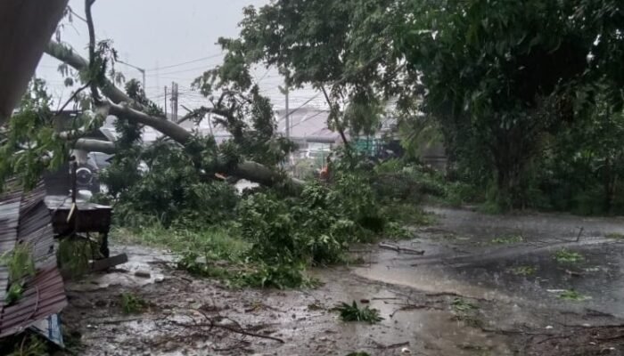 hujan disertai angin kencang di siantar, sejumlah pohon tumbang