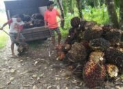 harga sawit di simalungun terjun bebas, biaya perawatan tak tertutup, petani menjerit