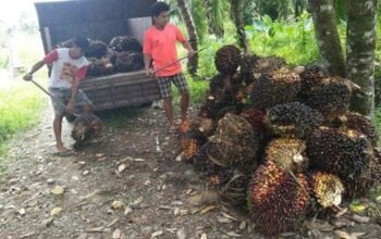harga sawit di simalungun terjun bebas, biaya perawatan tak tertutup, petani menjerit
