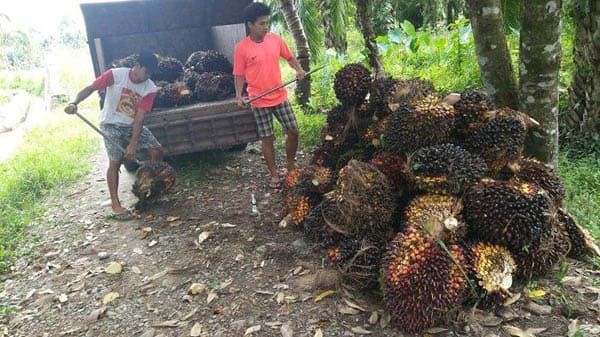 Harga Sawit di Simalungun Terjun Bebas, Biaya Perawatan Tak Tertutup, Petani Menjerit