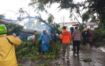 dampak angin kencang di siantar, pohon tumbang menimpa warga dan sepeda motor