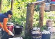 harga karet di nias capai rp15 ribu per kg, petani mulai bergairah