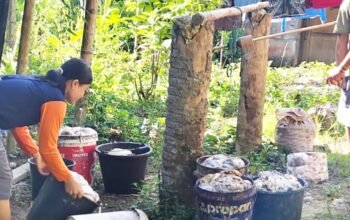 harga karet di nias capai rp15 ribu per kg, petani mulai bergairah
