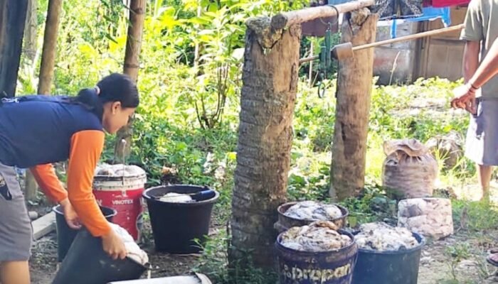 harga karet di nias capai rp15 ribu per kg, petani mulai bergairah