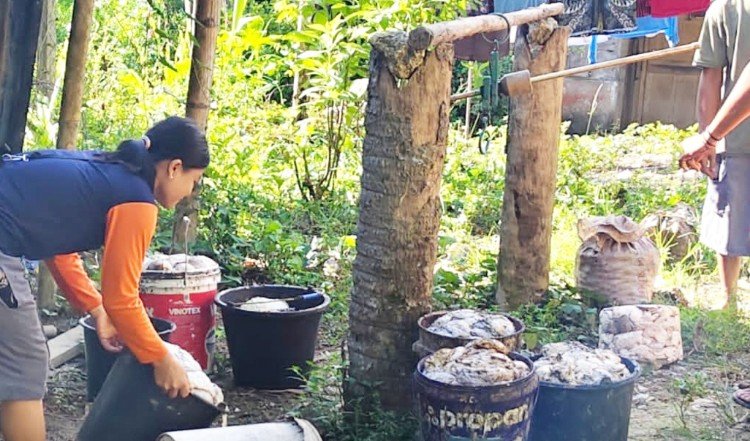 harga karet di nias capai rp15 ribu per kg, petani mulai bergairah