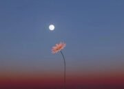 fenomena flower moon 1 mei 2026: jadwal, cara melihat, dan 7 fakta ilmiahnya