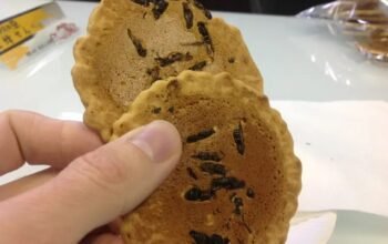 Jibachi senbei, kerupuk tawon khas jepang yang viral dan unik jibachi senbei, kerupuk tawon khas jepang yang viral dan unik