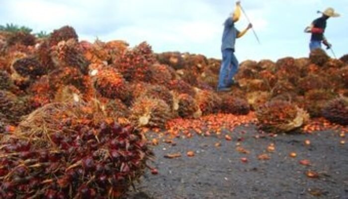 petani sawit sumut khawatir ekspor satu pintu tekan harga tbs lagi