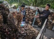 Moody’s dan s&p warning skema ekspor satu pintu prabowo bisa tekan ekonomi ri moody’s dan s&p warning skema ekspor satu pintu prabowo bisa tekan ekonomi ri
