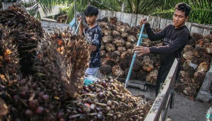 moody’s dan s&p warning skema ekspor satu pintu prabowo bisa tekan ekonomi ri