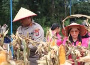 polres toba panen raya jagung 2026, dukung swasembada pangan nasional