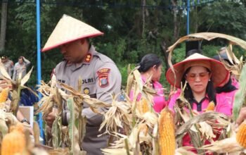 polres toba panen raya jagung 2026, dukung swasembada pangan nasional