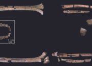 Fosil homo habilis picu perdebatan baru soal asal-usul manusia fosil homo habilis picu perdebatan baru soal asal-usul manusia