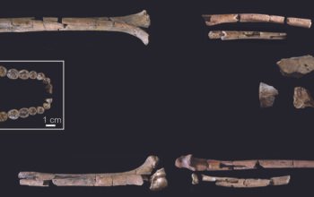 Fosil homo habilis picu perdebatan baru soal asal-usul manusia fosil homo habilis picu perdebatan baru soal asal-usul manusia