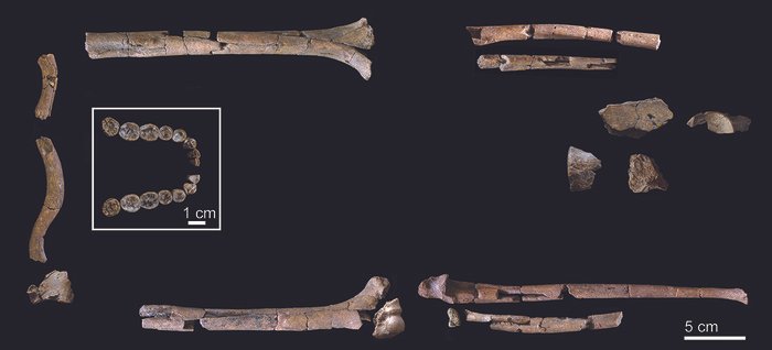 fosil homo habilis picu perdebatan baru soal asal-usul manusia