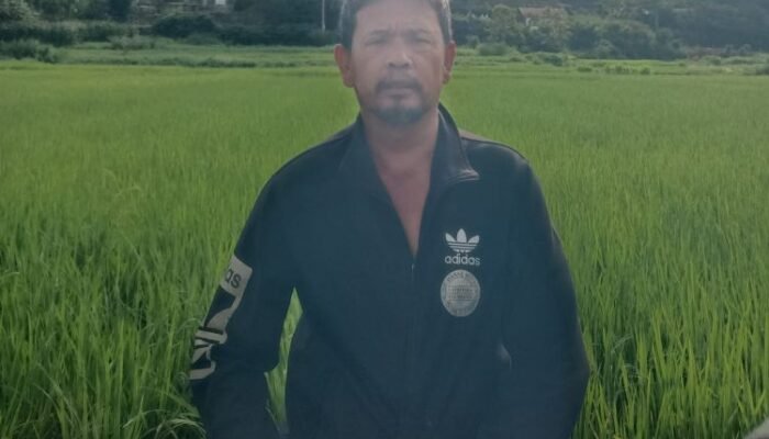 kelangkaan pupuk subsidi di tarutung resahkan petani, terancam gagal panen