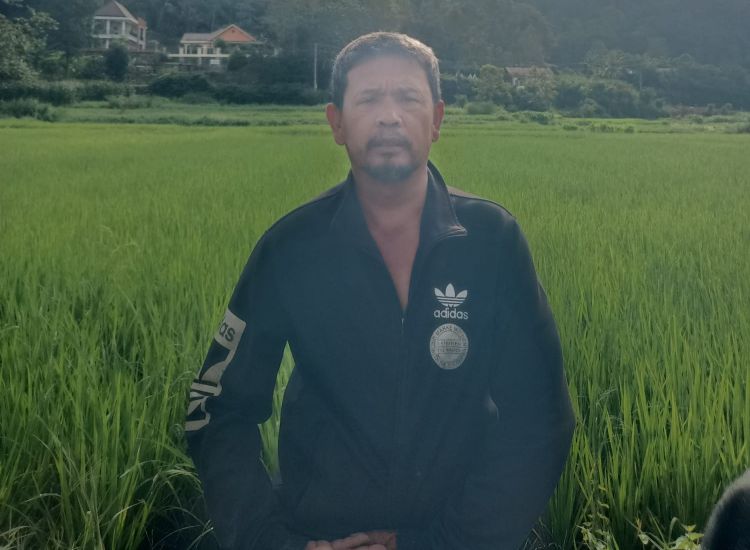 Kelangkaan Pupuk Subsidi di Tarutung Resahkan Petani, Terancam Gagal Panen