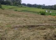 petani simalungun rugi 2.800 ton gabah akibat sawah kekeringan diduga karena pengalihan umbul air