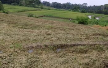 petani simalungun rugi 2.800 ton gabah akibat sawah kekeringan diduga karena pengalihan umbul air