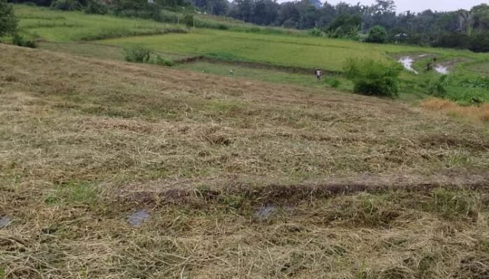 petani simalungun rugi 2.800 ton gabah akibat sawah kekeringan diduga karena pengalihan umbul air